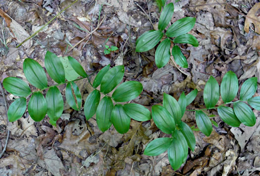 image of Uvularia puberula, Mountain Bellwort, Appalachian Bellwort, Carolina Bellwort, Coastal Bellwort