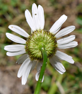 involucral bracts