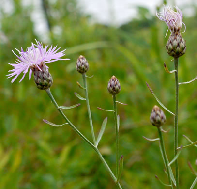 image of Centaurea stoebe ssp. micranthos, Spotted Knapweed, Bushy Knapweed