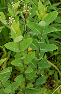 image of Apocynum cannabinum, Indian-hemp, Hemp Dogbane, Marion's Weed