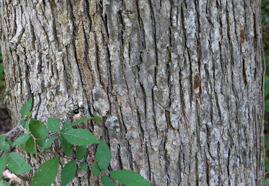 image of Ulmus alata, Winged Elm