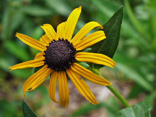 image of Rudbeckia fulgida, Common Eastern Coneflower, Orange Coneflower