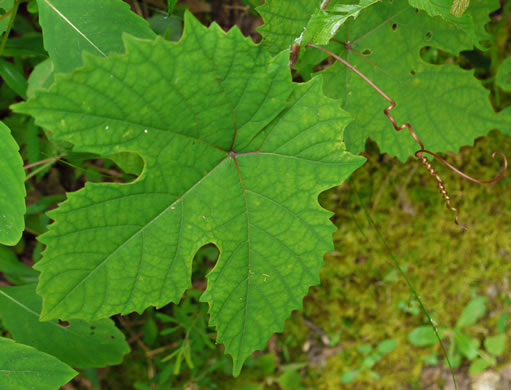 image of Vitis aestivalis var. bicolor, Silverleaf Grape