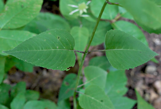 image of Monarda clinopodia, Basil Bergamot, Basil Beebalm, White Bergamot, Basil Balm