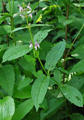 image of Stachys latidens, Broadtooth Hedgenettle