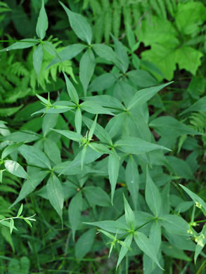 Silene stellata, Starry Campion, Widow's-frill