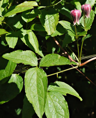 image of Clematis viorna, Northern Leatherflower, Vase-vine