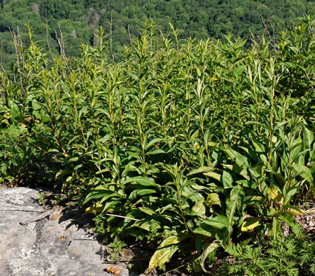 image of Solidago simulans, Granite Dome Goldenrod, Cliffside Goldenrod