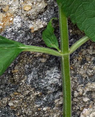 image of Teucrium canadense var. canadense, American Germander, Wood Sage, Common Germander