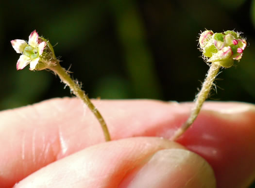 image of Centella erecta, Centella, Erect Coinleaf, False Pennywort