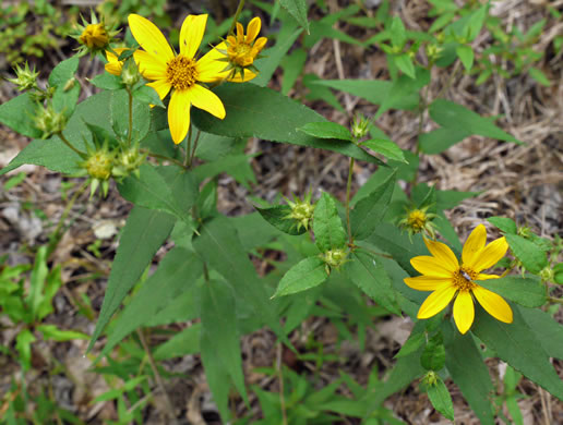 image of Helianthus hirsutus, Hairy Sunflower, Rough Sunflower