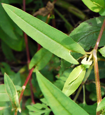 image of Persicaria sagittata, Arrowleaf Tearthumb, Arrowvine, Scratch-grass