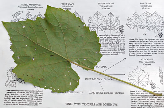 image of Vitis baileyana, Possum Grape