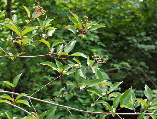 image of Swida foemina, Southern Swamp Dogwood