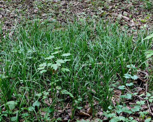 image of Liriope spicata, Creeping Lily-turf, Liriope