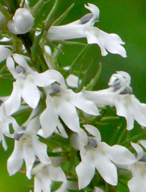 image of Lobelia spicata, Pale Spiked Lobelia, Palespike Lobelia