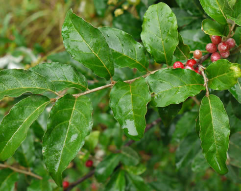 image of Elaeagnus umbellata, Autumn-olive, Spring Silverberry, Oriental Silverleaf