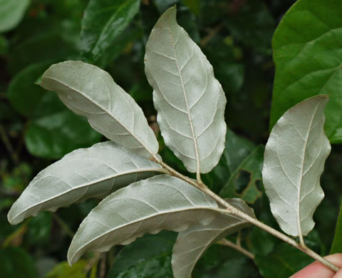 image of Elaeagnus umbellata, Autumn-olive, Spring Silverberry, Oriental Silverleaf