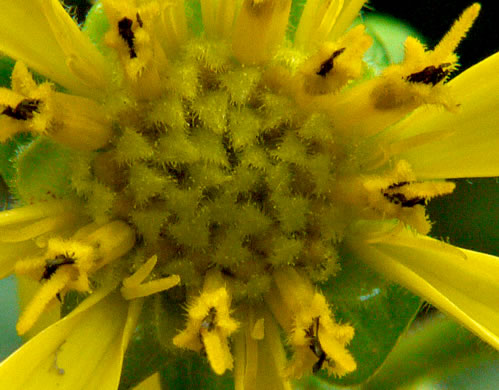 image of Silphium dentatum, Starry Rosinweed