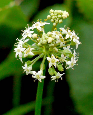 image of Hydrocotyle tribotrys, Whorled Marsh-pennywort, Water-pennywort