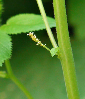 image of Acalypha ostryifolia, Pineland Threeseed Mercury, Hophornbeam Copperleaf, Roughpod Copperleaf