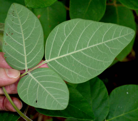 Desmodium viridiflorum, Velvety Tick-trefoil, Velvety Tick-clover