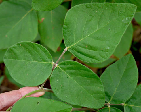 Desmodium viridiflorum, Velvety Tick-trefoil, Velvety Tick-clover