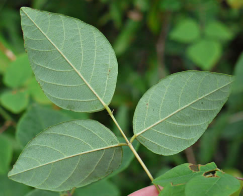 Desmodium laevigatum, Smooth Tick-trefoil