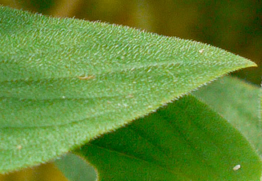 image of Richardia brasiliensis, Brazilian-clover, Tropical Mexican-clover, Tropical Richardia