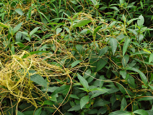 image of Cuscuta gronovii, Common Dodder, Swamp Dodder