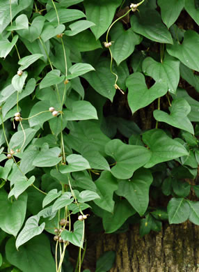 image of Dioscorea polystachya, Cinnamon Vine, Chinese Yam