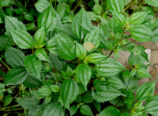 image of Pilea pumila, Greenfruit Clearweed, Richweed, Coolwort, Canadian Clearweed