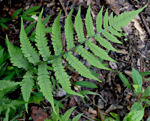 image of Deparia acrostichoides, Silvery Glade Fern, Silvery Spleenwort