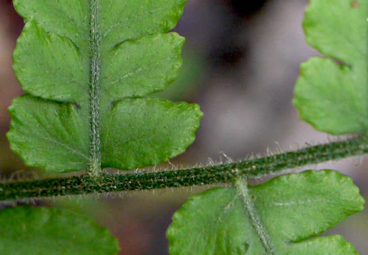 image of Deparia acrostichoides, Silvery Glade Fern, Silvery Spleenwort