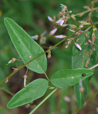 image of Desmodium paniculatum var. paniculatum, Panicled Tick-trefoil