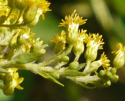 image of Solidago gigantea, Smooth Goldenrod, Late Goldenrod, Giant Goldenrod