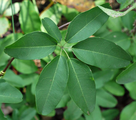 Akebia quinata