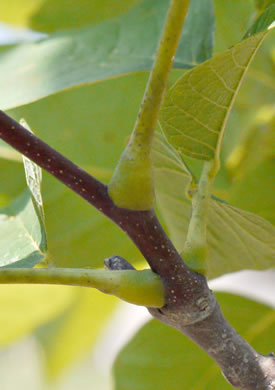 image of Cladrastis kentukea, Kentucky Yellowwood, Gopherwood