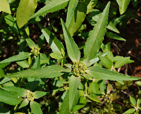 image of Euphorbia dentata, Painted Leaf, Wild Poinsettia, Green Poinsettia, Toothed Spurge