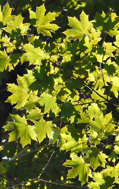 Acer platanoides, Norway Maple