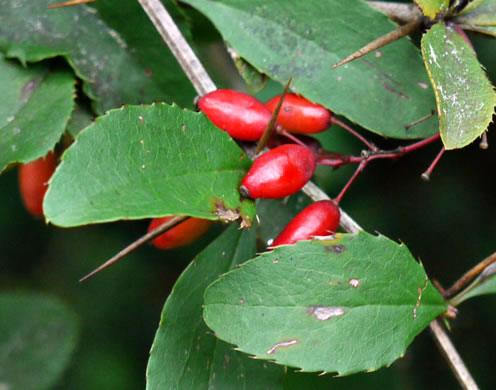 image of Berberis vulgaris, European Barberry, Common Barberry