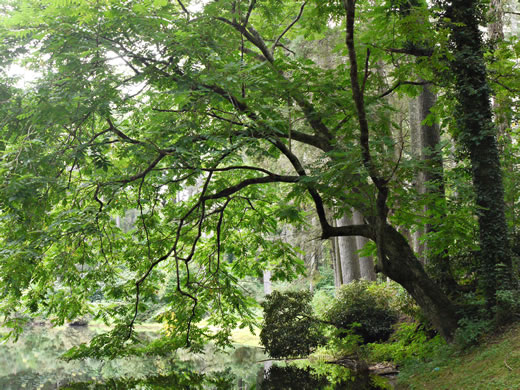 image of Juglans cinerea, Butternut, White Walnut