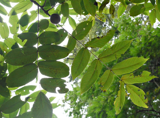 image of Juglans cinerea, Butternut, White Walnut