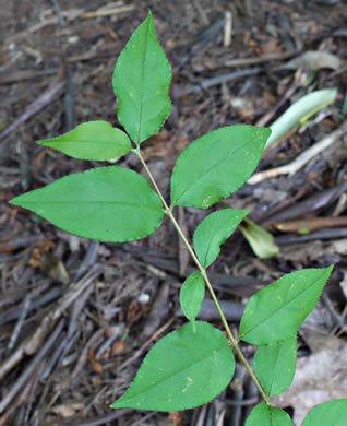 image of Deutzia crenata var. crenata, Deutzia, crenate Pride-of-Rochester