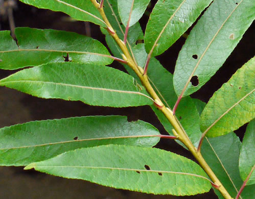 image of Salix alba, European White Willow