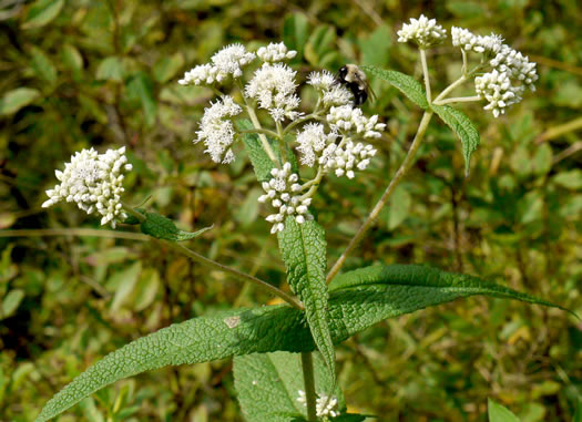 image of Eupatorium perfoliatum, Boneset