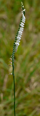 image of Spiranthes lacera var. gracilis, Southern Slender Ladies'-tresses