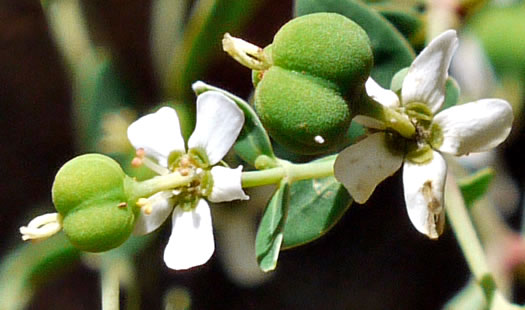 image of Euphorbia pubentissima, False Flowering Spurge, Southeastern Flowering Spurge, Southern Flowering Spurge