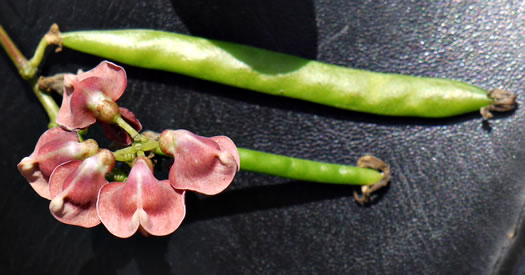 image of Apios americana, American Groundnut, Common Groundnut