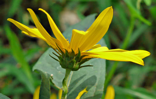 Helianthus tuberosus, Jerusalem Artichoke